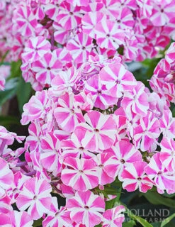 Menu Sunny Perennial & Lily Grab Bag -Outlet Holland Bulb Farms Store 79247 sunny perennial and lily grab bag 6