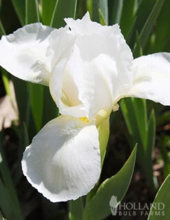 Menu Sunny Perennial & Lily Grab Bag -Outlet Holland Bulb Farms Store 79247 sunny perennial and lily grab bag 7