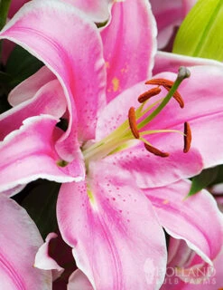 Menu Sunny Perennial & Lily Grab Bag -Outlet Holland Bulb Farms Store 79247 sunny perennial and lily grab bag 9