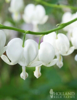 Menu Exclusive Shady Mystery Box -Outlet Holland Bulb Farms Store 79248 shade mystery box 5