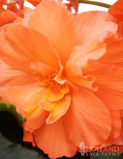 Menu Exclusive Shady Mystery Box -Outlet Holland Bulb Farms Store 79248 shade mystery box 8