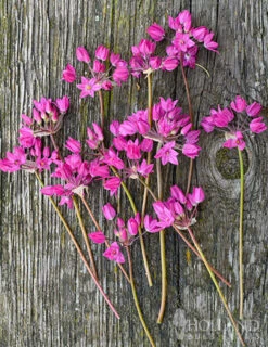 Menu Tickled Pink Collection -Outlet Holland Bulb Farms Store 81100 ostrowskianum allium 2