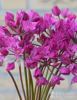 Menu Tickled Pink Collection -Outlet Holland Bulb Farms Store 81100 ostrowskianum allium 3