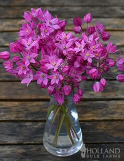 Menu Tickled Pink Collection -Outlet Holland Bulb Farms Store 81100 ostrowskianum allium 5