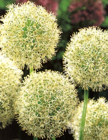 Menu Beautiful Mix Of Allium Collection 4 Menu Beautiful Mix Of Allium Collection - Image 2