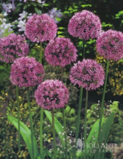 Menu Beautiful Mix Of Allium Collection 20 Menu Beautiful Mix Of Allium Collection -Outlet Holland Bulb Farms Store 81105 allium collection 3