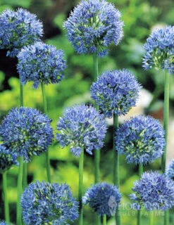 Menu Beautiful Mix Of Allium Collection 21 Menu Beautiful Mix Of Allium Collection -Outlet Holland Bulb Farms Store 81105 allium collection 4