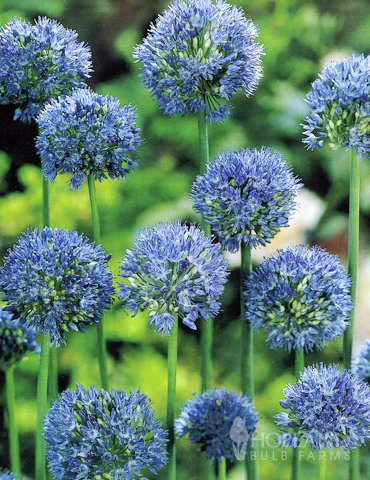 Menu Beautiful Mix Of Allium Collection 6 Menu Beautiful Mix Of Allium Collection - Image 4