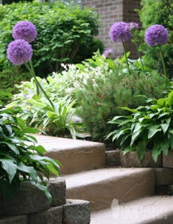 Menu Colossal Allium Collection -Outlet Holland Bulb Farms Store 81111 2 1