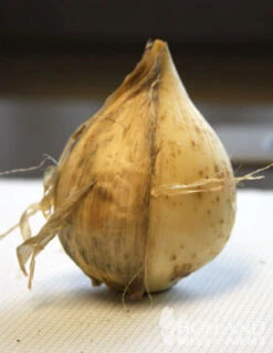 Menu Regal Gold Duo Collection -Outlet Holland Bulb Farms Store 81111 4