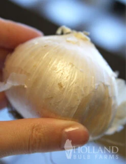 Menu Colossal Allium Collection -Outlet Holland Bulb Farms Store 81114 mount everest allium 2 1