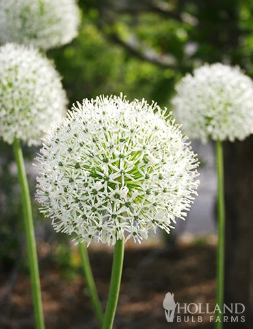 Menu Beautiful Mix Of Allium Collection 17 Menu Beautiful Mix Of Allium Collection - Image 15