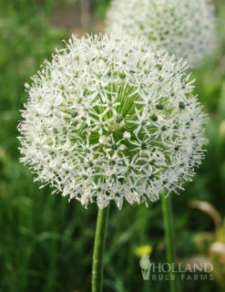 Menu Colossal Allium Collection -Outlet Holland Bulb Farms Store 81114 mount everest allium 4 1