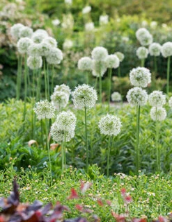 Menu Colossal Allium Collection -Outlet Holland Bulb Farms Store 81114 mount everest allium 6