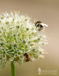 Menu Colossal Allium Collection -Outlet Holland Bulb Farms Store 81114 mount everest allium 8
