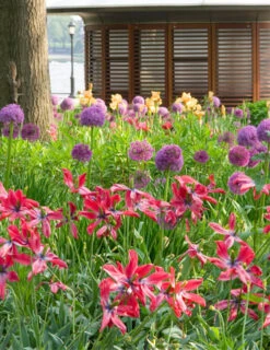 Menu Beautiful Mix Of Allium Collection 23 Menu Beautiful Mix Of Allium Collection -Outlet Holland Bulb Farms Store 81115 flowering onion 2 1