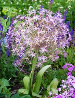 Menu Colossal Allium Collection -Outlet Holland Bulb Farms Store 81117 star of persia allium