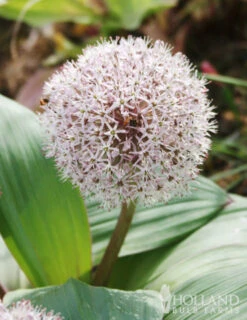 Menu Dark Night Duo Collection 16 Menu Dark Night Duo Collection -Outlet Holland Bulb Farms Store 81118 ivory queen allium 2