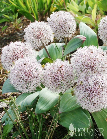 Menu Dark Night Duo Collection 7 Menu Dark Night Duo Collection - Image 5