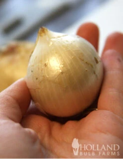 Menu Beginner Allium Collection -Outlet Holland Bulb Farms Store 81118 ivory queen allium 4 1