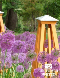 Menu 90 Days Of Spring Flowers Garden Kit 32 Menu 90 Days Of Spring Flowers Garden Kit -Outlet Holland Bulb Farms Store 81119 purple sensation allium 3 4