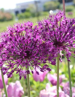 Menu 90 Days Of Spring Flowers Garden Kit 33 Menu 90 Days Of Spring Flowers Garden Kit -Outlet Holland Bulb Farms Store 81119 purple sensation allium 4 4