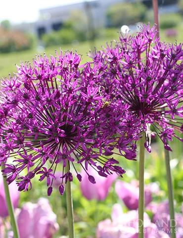 Menu 90 Days Of Spring Flowers Garden Kit 18 Menu 90 Days Of Spring Flowers Garden Kit - Image 16