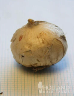 Menu Simple Spring Flowers Garden Collection -Outlet Holland Bulb Farms Store 81119 purple sensation allium 7 2