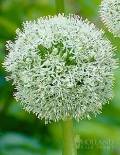 Menu Late Spring Spectacular Garden -Outlet Holland Bulb Farms Store 81120 giant white allium