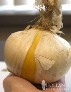 Menu Late Spring Spectacular Garden -Outlet Holland Bulb Farms Store 81120 giant white allium 3