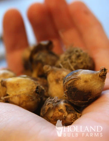 Menu Beautiful Mix Of Allium Collection 13 Menu Beautiful Mix Of Allium Collection - Image 11