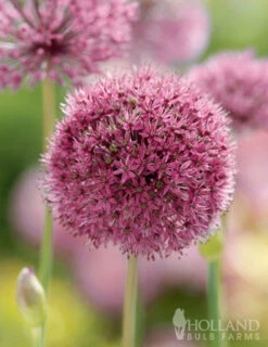 Menu Big And Sensational Allium Collection 25 Menu Big And Sensational Allium Collection -Outlet Holland Bulb Farms Store 81123 ostara allium 1