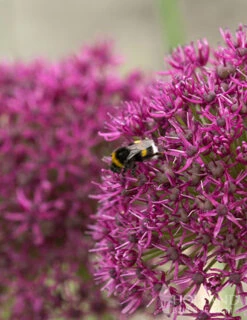 Menu Late Spring Flowers Garden Kit -Outlet Holland Bulb Farms Store 81123 ostara allium 4