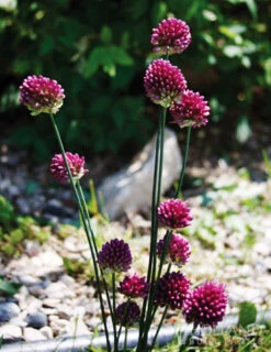 Menu Prime Fall Flower Bulb Garden 29 Menu Prime Fall Flower Bulb Garden -Outlet Holland Bulb Farms Store 81124 drumstick allium 11