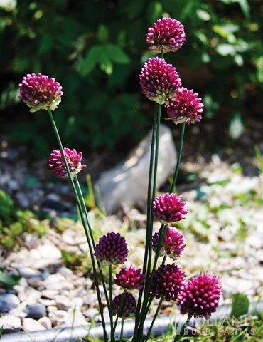 Menu Prime Fall Flower Bulb Garden 14 Menu Prime Fall Flower Bulb Garden - Image 12