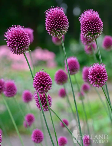 Menu Prime Fall Flower Bulb Garden 15 Menu Prime Fall Flower Bulb Garden - Image 13