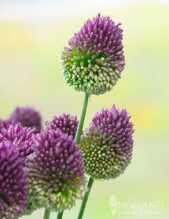 Menu Prime Fall Flower Bulb Garden 33 Menu Prime Fall Flower Bulb Garden -Outlet Holland Bulb Farms Store 81124 drumstick allium 14