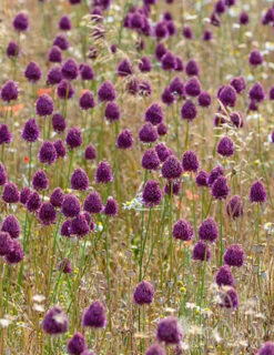 Menu Prime Fall Flower Bulb Garden 32 Menu Prime Fall Flower Bulb Garden -Outlet Holland Bulb Farms Store 81124 drumstick allium 15