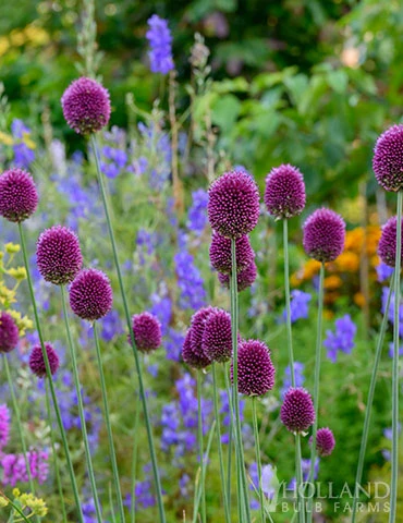 Menu Prime Fall Flower Bulb Garden 16 Menu Prime Fall Flower Bulb Garden - Image 14