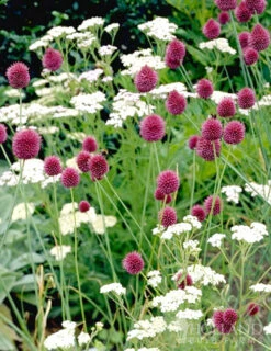 Menu Prime Fall Flower Bulb Garden 26 Menu Prime Fall Flower Bulb Garden -Outlet Holland Bulb Farms Store 81124 drumstick allium 8