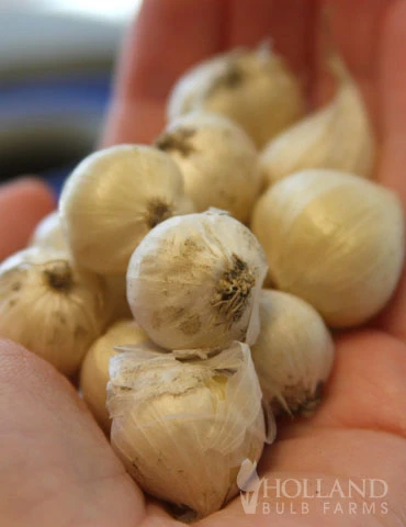 Menu Prime Fall Flower Bulb Garden 12 Menu Prime Fall Flower Bulb Garden - Image 10