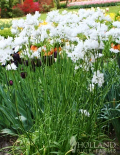Menu Late Spring Blooms Collection -Outlet Holland Bulb Farms Store 81125 white neapolitanum allium 2