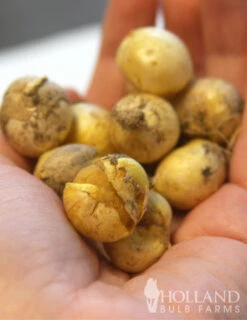 Menu Late Spring Blooms Collection -Outlet Holland Bulb Farms Store 81125 white neapolitanum allium 3