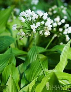 Menu Late Spring Blooms Collection -Outlet Holland Bulb Farms Store 81125 white neapolitanum allium 4