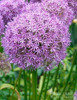 Menu Late Spring Spectacular Garden -Outlet Holland Bulb Farms Store 81127 giant allium 2