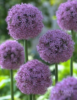 Menu Late Spring Spectacular Garden -Outlet Holland Bulb Farms Store 81127 giant allium