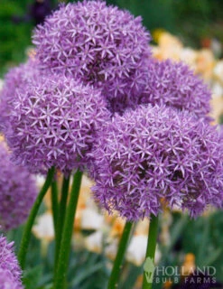 Menu Late Spring Spectacular Garden -Outlet Holland Bulb Farms Store 81127 giant allium 3
