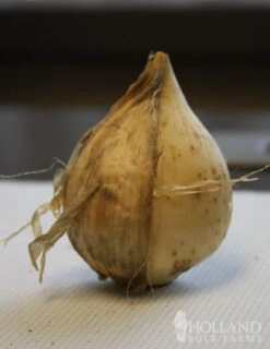 Menu Late Spring Spectacular Garden -Outlet Holland Bulb Farms Store 81127 giant allium 4