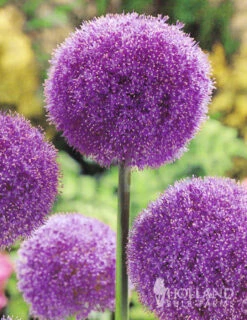 Menu Colossal Allium Collection -Outlet Holland Bulb Farms Store 81128 colossal allium 2