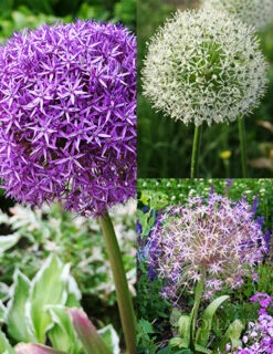 Menu Colossal Allium Collection